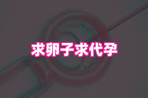 武汉助孕网 4